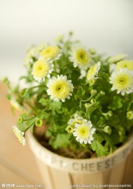 室内植物摄影