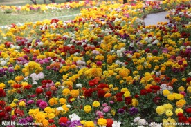 花毛茛