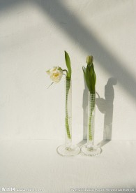 室内绿植摄影