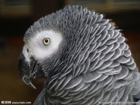 鹦鹉图片