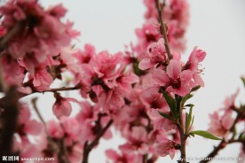 春天 桃花