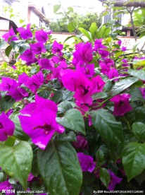紫色三瓣鲜花