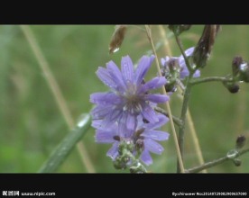 苦菜花