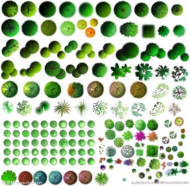 景观平面树素材 高清