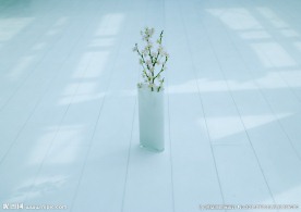 室内植物摄影
