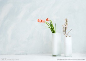 室内植物摄影