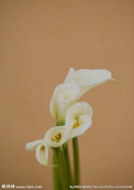 室内植物摄影