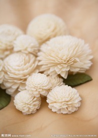 白球花摄影