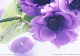 室内蝴蝶花摄影