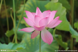 莲花