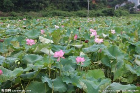 莲花