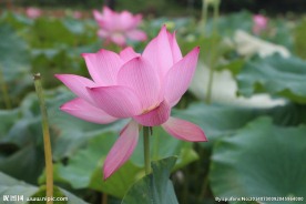 莲花