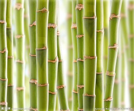 绿竹