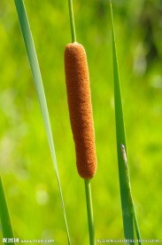 蒲棒