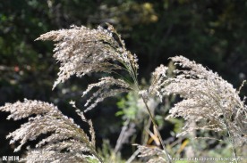 野草 绿色  山间野草