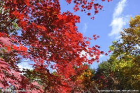 本溪老边沟红叶