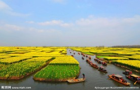 江南水乡 油菜花