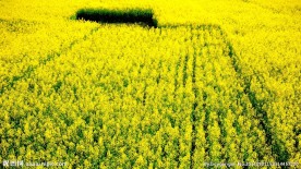 江南水乡 油菜花 山川