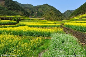江南水乡 油菜花 山川