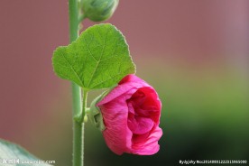 蜀葵花苞