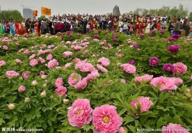 赏花游玩