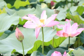 夏荷