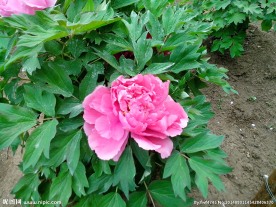 牡丹  芍药