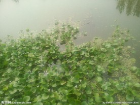 水葫芦