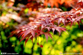 红枫