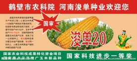 农业  画面  玉米