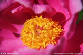 芍药