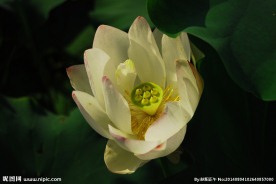 荷花仙子