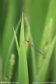 水稻上的蜻蜓