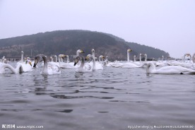 天鹅湖