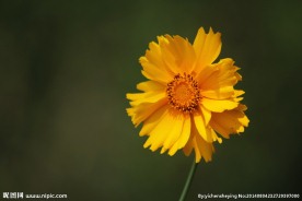 野菊