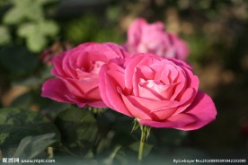 月季花