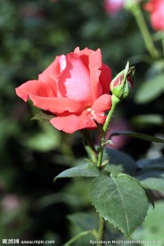 月季花