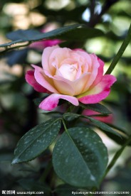 月季花