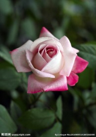 月季花