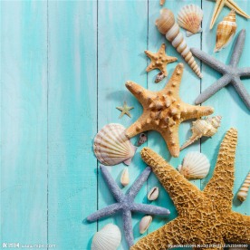 海星 贝壳