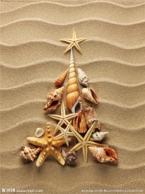 海星 贝壳