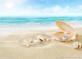 海星 贝壳