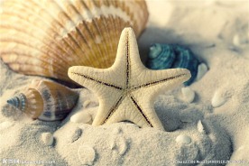 海星 贝壳