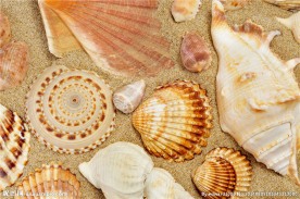 海星 贝壳