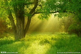 阳光洒满树林