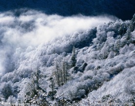 冰树雪景