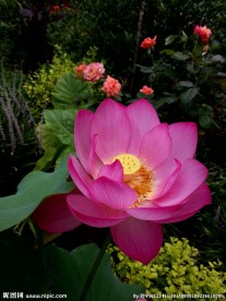 荷花