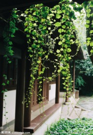 藤