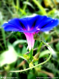 千牛花