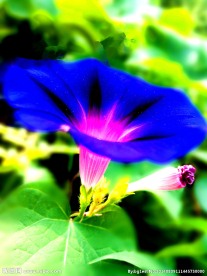 千牛花